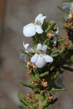 APII jpeg image of Pityrodia scabra  © contact APII