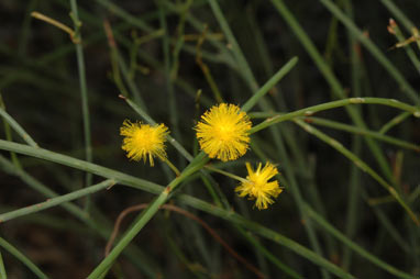 APII jpeg image of Acacia restiacea  © contact APII