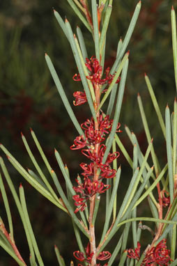 APII jpeg image of Hakea strumosa  © contact APII