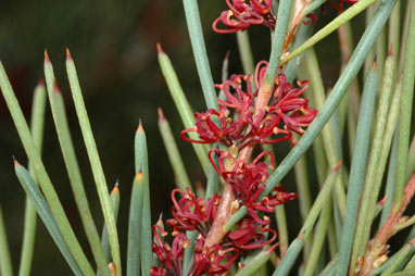 APII jpeg image of Hakea strumosa  © contact APII