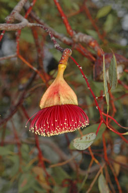 APII jpeg image of Eucalyptus pyriformis  © contact APII