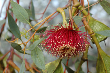 APII jpeg image of Eucalyptus pyriformis  © contact APII