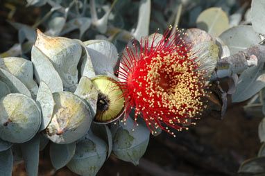 APII jpeg image of Eucalyptus macrocarpa subsp. elachantha  © contact APII