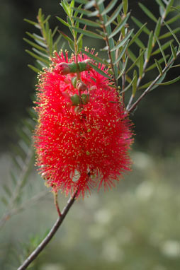 APII jpeg image of Melaleuca fulgens  © contact APII