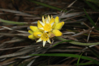 APII jpeg image of Conostylis aculeata subsp. preissii  © contact APII