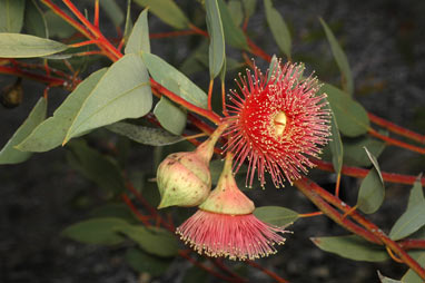 APII jpeg image of Eucalyptus rameliana  © contact APII