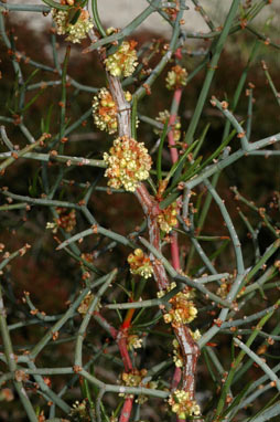 APII jpeg image of Muehlenbeckia horrida  © contact APII