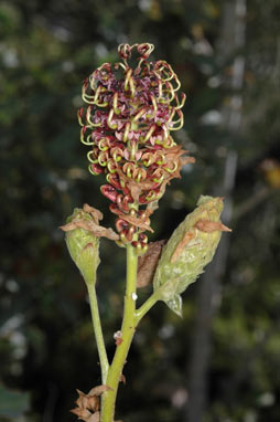 APII jpeg image of Grevillea eryngioides  © contact APII