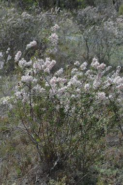 APII jpeg image of Petrophile biloba  © contact APII