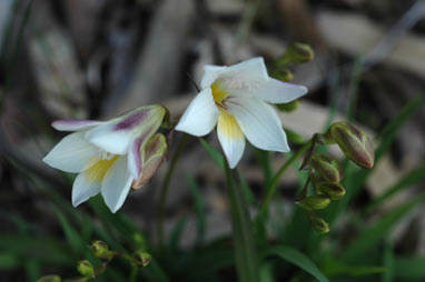 APII jpeg image of Freesia alba X Freesia leichtlinii  © contact APII