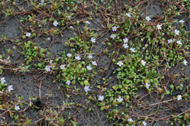 APII jpeg image of Glossostigma drummondii  © contact APII