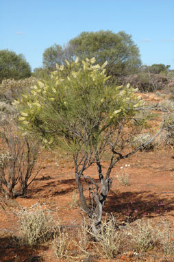 APII jpeg image of Grevillea obliquistigma subsp. obliquistigma  © contact APII