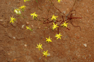 APII jpeg image of Erymophyllum tenellum  © contact APII