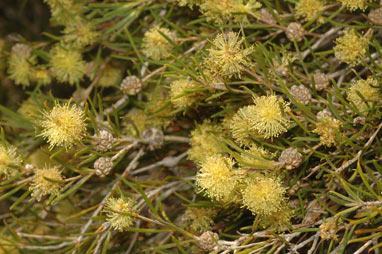 APII jpeg image of Melaleuca stereophloia  © contact APII