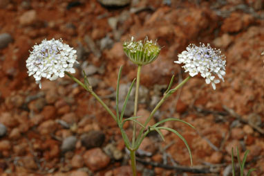 APII jpeg image of Trachymene pilbarensis  © contact APII