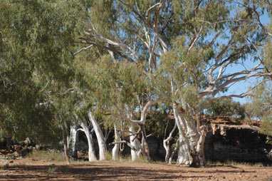 APII jpeg image of Eucalyptus camaldulensis subsp. obtusa  © contact APII