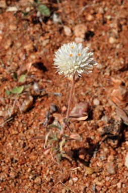 APII jpeg image of Gomphrena kanisii  © contact APII