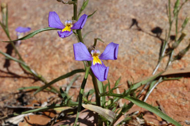 APII jpeg image of Lobelia heterophylla subsp. pilbarensis  © contact APII