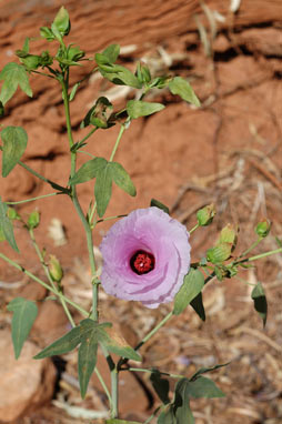 APII jpeg image of Gossypium robinsonii  © contact APII