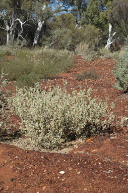 APII jpeg image of Corchorus crozophorifolius  © contact APII