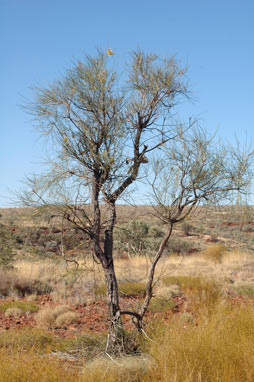 APII jpeg image of Hakea chordophylla  © contact APII