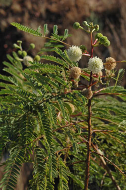 APII jpeg image of Leucaena leucocephala  © contact APII