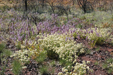 APII jpeg image of Ptilotus auriculifolius  © contact APII