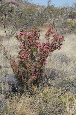 APII jpeg image of Calytrix carinata  © contact APII