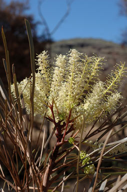 APII jpeg image of Grevillea pyramidalis  © contact APII