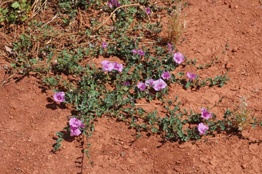 APII jpeg image of Ipomoea muelleri  © contact APII