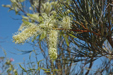 APII jpeg image of Grevillea stenobotrya  © contact APII