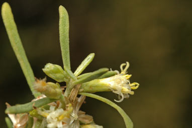 APII jpeg image of Olearia sp. Eremicola (Diels & Pritzel s.n. PERTH 00449628)  © contact APII