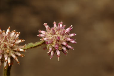 APII jpeg image of Pterocaulon sphaeranthoides  © contact APII