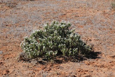 APII jpeg image of Ptilotus polakii subsp. polakii  © contact APII