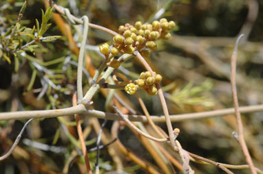 APII jpeg image of Cassytha racemosa f. pilosa  © contact APII