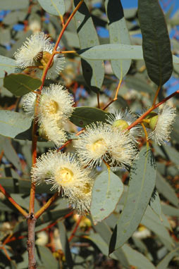 APII jpeg image of Eucalyptus oldfieldii  © contact APII