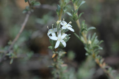 APII jpeg image of Wilsonia rotundifolia  © contact APII