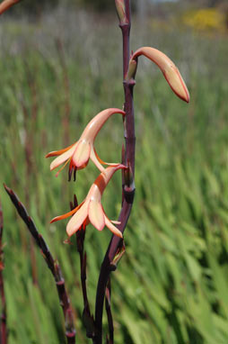 APII jpeg image of Watsonia meriana var. bulbillifera  © contact APII