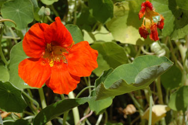 APII jpeg image of Tropaeolum majus  © contact APII