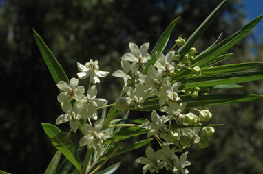 APII jpeg image of Gomphocarpus fruticosus  © contact APII