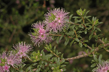 APII jpeg image of Kunzea ambigua x capitata  © contact APII