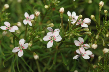 APII jpeg image of Stylidium spinulosum  © contact APII