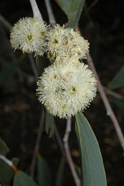 APII jpeg image of Eucalyptus lacrimans  © contact APII