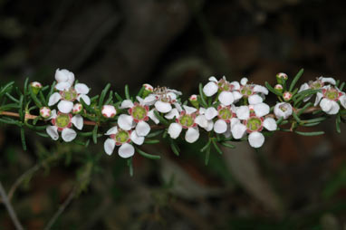 APII jpeg image of Thryptomene micrantha  © contact APII