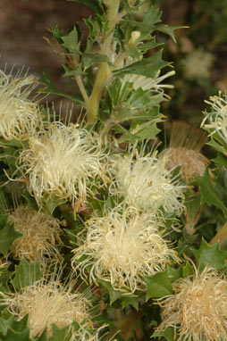 APII jpeg image of Banksia sessilis var. cygnorum  © contact APII