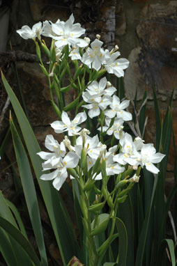 APII jpeg image of Dietes robinsoniana  © contact APII