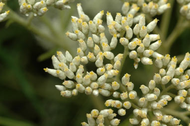 APII jpeg image of Cassinia longifolia  © contact APII