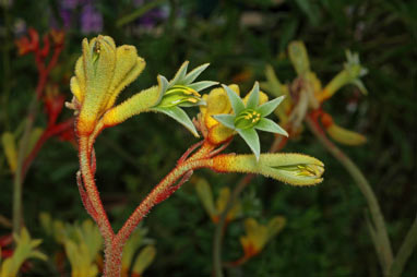 APII jpeg image of Anigozanthos 'Gold Velvet'  © contact APII