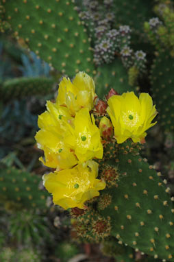 APII jpeg image of Opuntia puberula  © contact APII