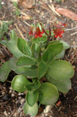 APII jpeg image of Cotyledon macrantha  © contact APII